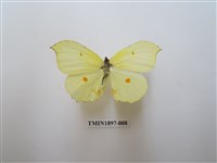 藏品(臺灣鉤粉蝶)的圖片